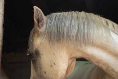 Ukrayna 'da bir çiftlikte beyaz at. Yaklaş.