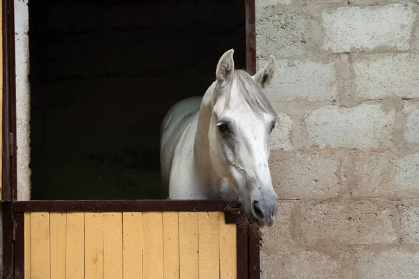 Cheval Blanc Dans Une Écurie Dans Une Ferme Ukraine Gros — Photo