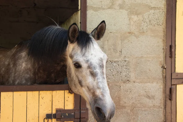 ウクライナの農場の安定した白い馬が近づく — ストック写真