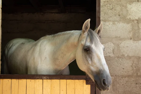 Bílý Kůň Stáji Farmě Ukrajině Zblízka — Stock fotografie