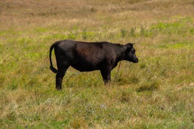 Ağustosta Ukrayna 'da bir inek gün boyunca otlar.