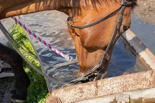 Hnědý Kůň Pije Vodu Studny Poli Ukrajinském — Stock fotografie