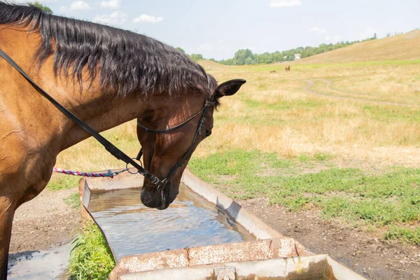 Braunes Pferd Trinkt Wasser Aus Einem Brunnen Auf Einem Feld — Stockfoto