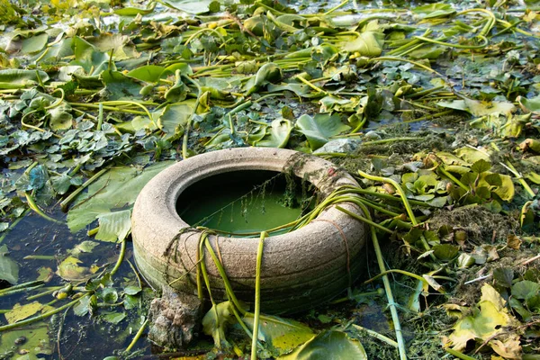 Pneu Velho Carro Encontra Rio Alga Marinha Nas Margens Rio — Fotografia de Stock