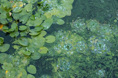 Ukrayna 'da yaz mevsiminde yakın plan çevre olarak nehir suyunda zambaklar vardır.
