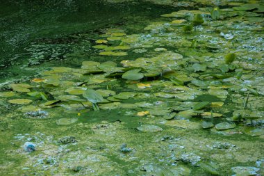 Ukrayna 'da yaz mevsiminde yakın plan çevre olarak nehir suyunda zambaklar vardır.