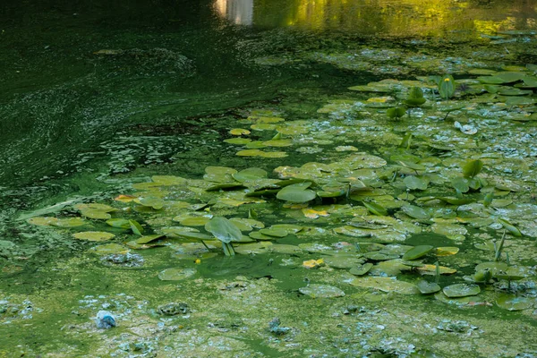 Lírios Água Água Rio Como Fundo Verão Ucrânia Close Meio — Fotografia de Stock