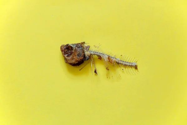 Gebratenes Fischskelett Auf Gelbem Hintergrund Nahaufnahme — Stockfoto