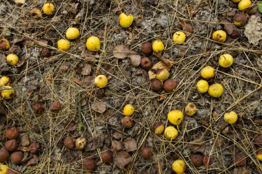 Ağustosta ormanda olgunlaşmış yabani armut, arka plan olarak kuru çimlerde, meyve olarak yatar.