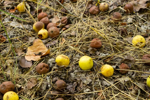 Vilda Mogna Päron Skogen Augusti Ligger Torrt Gräs Som Bakgrund — Stockfoto