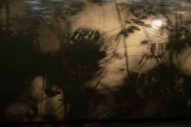 Arka planda, ağaçların gölgesi, koyu gri arkaplan üzerinde, güneşli bir zemin.