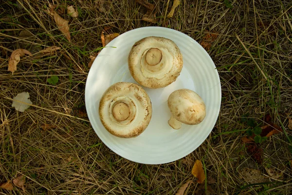 Raw Mushrooms White Plate Stand Grass Parks Picnic Close Autumn — Stock Photo, Image