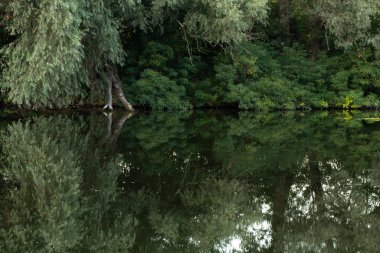 Yazın orel nehri boyunca yeşil orman Ukrayna 'da Dnipro şehrinde sabah