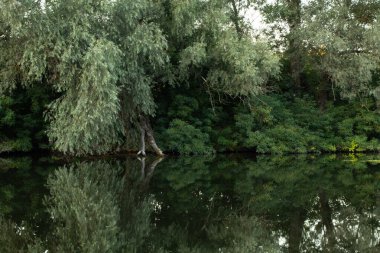 Yazın orel nehri boyunca yeşil orman Ukrayna 'da Dnipro şehrinde sabah