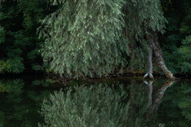 Yazın orel nehri boyunca yeşil orman Ukrayna 'da Dnipro şehrinde sabah