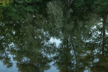 Yazın orel nehri boyunca yeşil orman Ukrayna 'da Dnipro şehrinde sabah