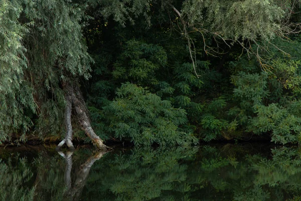 朝のドニプロ市のウクライナの夏のオレル川沿いの緑の森 — ストック写真