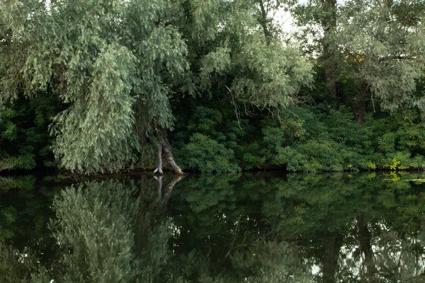 Yazın orel nehri boyunca yeşil orman Ukrayna 'da Dnipro şehrinde sabah
