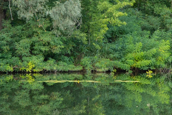 Yazın orel nehri boyunca yeşil orman Ukrayna 'da Dnipro şehrinde sabah