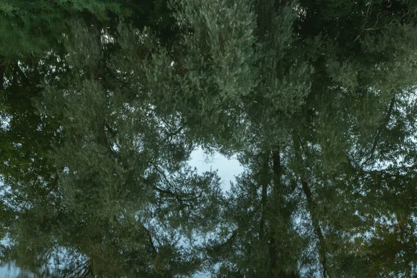 Yazın orel nehri boyunca yeşil orman Ukrayna 'da Dnipro şehrinde sabah