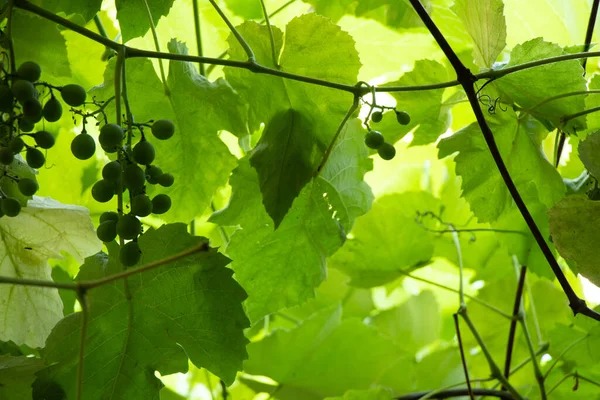 Grapes Green Sun Close Summer Background Ukraine — Stock Photo, Image