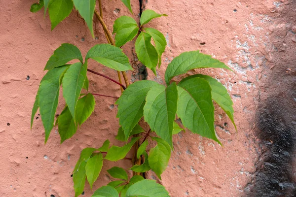 Uvas Silvestres Una Colorida Pared Brillante Una Casa Como Primer —  Fotos de Stock