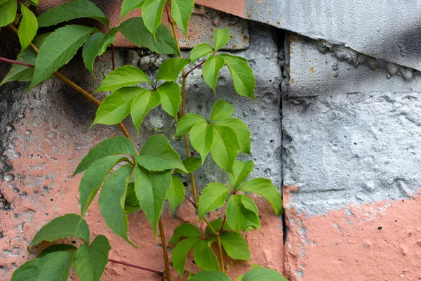 Dzikie Winogrona Kolorowe Jasne Ściany Domu Jako Tło Zbliżenie — Zdjęcie stockowe