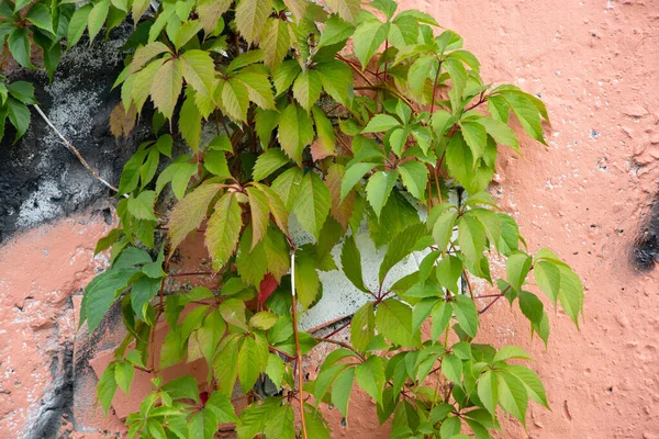 Uvas Silvestres Una Colorida Pared Brillante Una Casa Como Primer —  Fotos de Stock