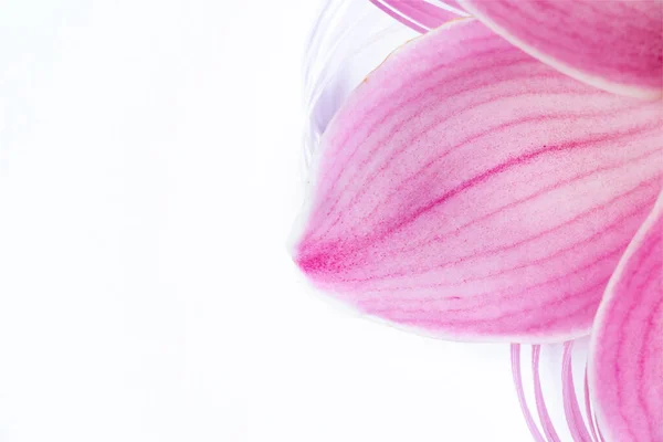 Single Wild Orchid Flower Closeup Background White — Stock Photo, Image