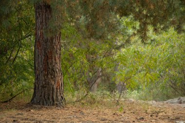 Yazın Ukrayna 'da, güneşli bir günde ormanda Noel ağacı.
