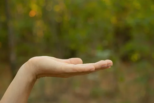 Γυναικεία Χέρια Κοντά Εξωτερικούς Χώρους Στο Θερινό Πάρκο Close — Φωτογραφία Αρχείου