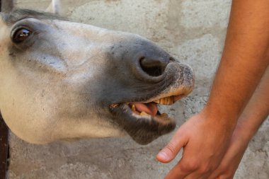 Yazın çiftlikte at besleme, yakın plan, at ağızlığı.