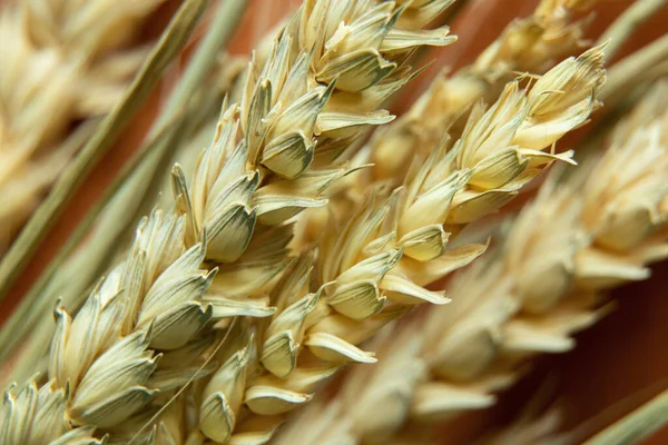 stock image yellow spikelets of wheat macro photo, harvest, harvest in Ukraine