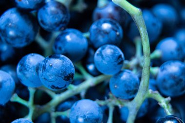 Arka plan makro fotoğrafı olarak Ukrayna üzümleri kış mavisi