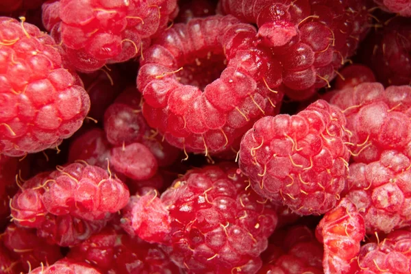 arkaplan makro fotoğraf olarak ahududu yakın plan