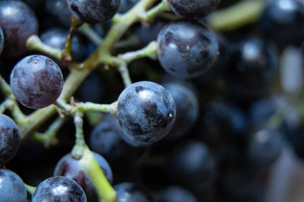 Ukrainian Grapes Winter Blue Background Macro Photo — Stock Photo, Image