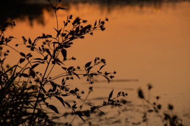Kuru otlar gün batımında arka planda, doğa gün batımında