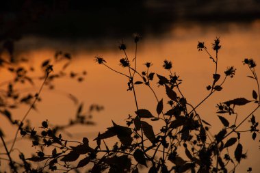 Kuru otlar gün batımında arka planda, doğa gün batımında