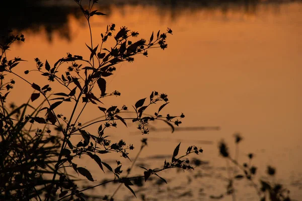 Kuru otlar gün batımında arka planda, doğa gün batımında