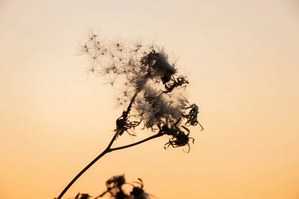 Erba Campo Asciutto Tramonto Sfondo Natura Tramonto — Foto Stock