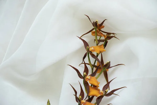 Orquídeas Cambria Manchado Marrón Sobre Fondo Seda Blanca Como Fondo — Foto de Stock