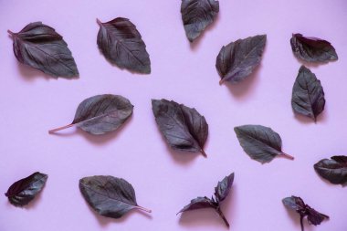 Kırmızı fesleğen yaprakları mor renkli arka planda yatar.