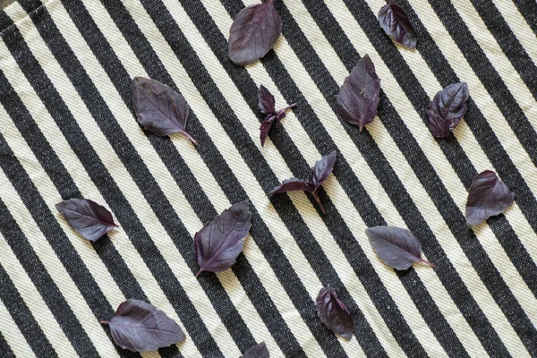 Hojas Albahaca Roja Yacen Sobre Fondo Blanco Negro Rayado Sobre —  Fotos de Stock