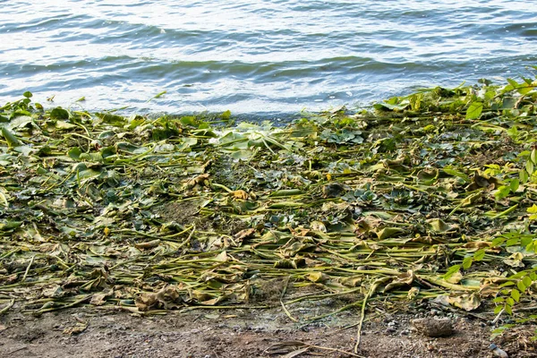 Una Gran Cantidad Algas Lirios Agua Las Orillas Del Río —  Fotos de Stock