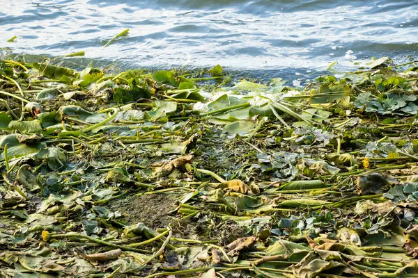 Una Gran Cantidad Algas Lirios Agua Las Orillas Del Río —  Fotos de Stock