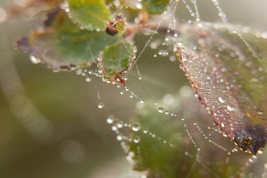 Sabah örümcek ağlı çimenler, sonbahar makro fotoğrafında siste çiğ taneleri.