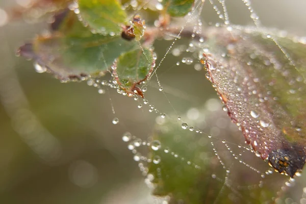 Grass Cobwebs Morning Dew Fog Autumn Macro Photo — Stock Photo, Image