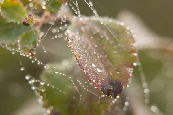 Grass Cobwebs Morning Dew Fog Autumn Macro Photo — Stock Photo, Image