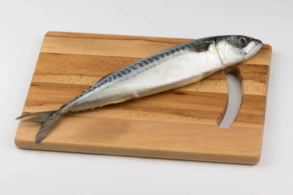 Färsk makrill fisk — Stockfoto