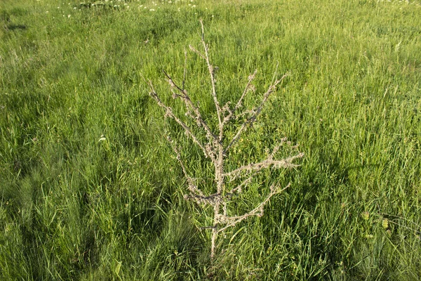 Trockener Felddorn — Stockfoto